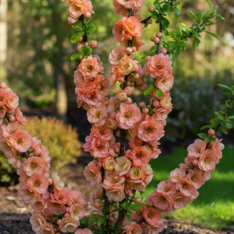 Cognassier du Japon Cameo, Chaenomeles à fleurs Orange - feuillage Caduc - Godet - 5/20 cm-  hauteur à maturité De 3,00 m à 5,00 m - Image 3