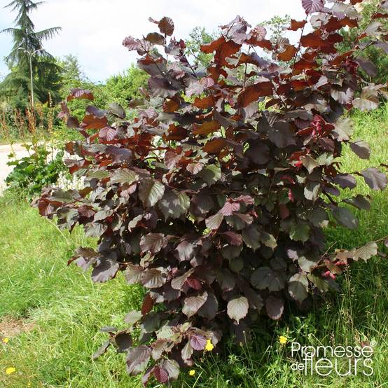 Corylus avellana Rode Zellernoot - Noisetier pourpre Pot de 3L/4L, Buisson
