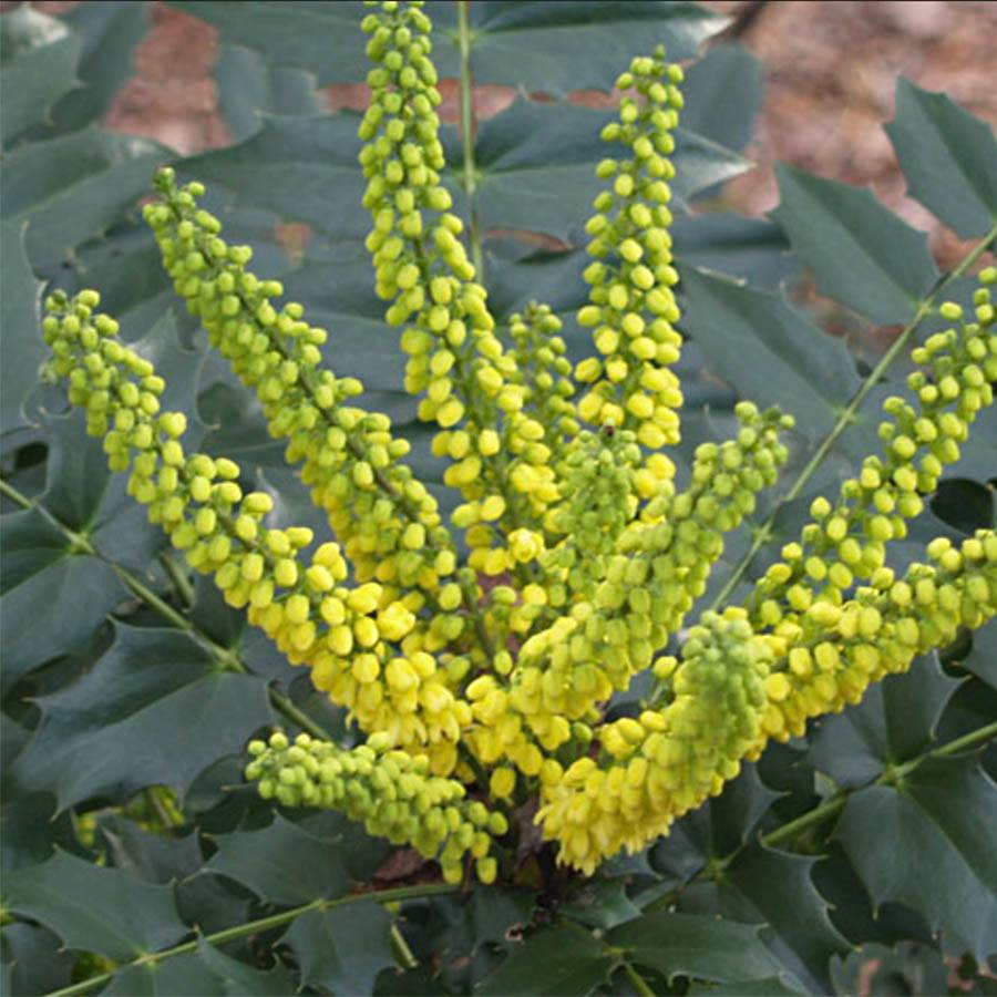 Promesse de Fleurs - Mahonia Japonica Hivernant Pot de 7,5L/10L
