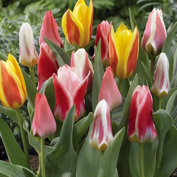 Promesse de Fleurs - Tulipes botaniques kaufmanniana Rainbow en mélange Bulbe calibre 12+ (par 10)