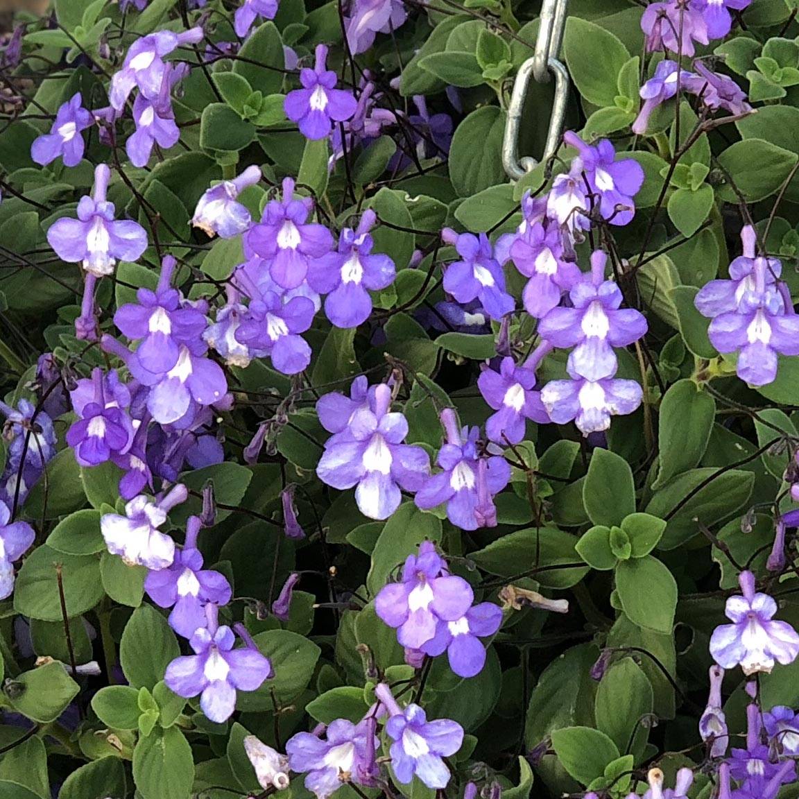 Streptocarpus pourpre - Primevère du Cap Godet de 8/9 cm