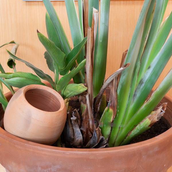 Association Kokopelli - Oya à planter 1,5L - Image 2