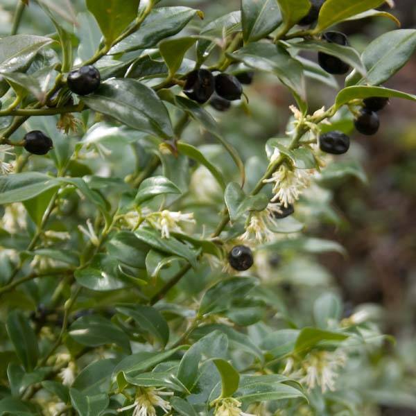 Sarcococca hookeriana Pot de 2L/3L - Image 1