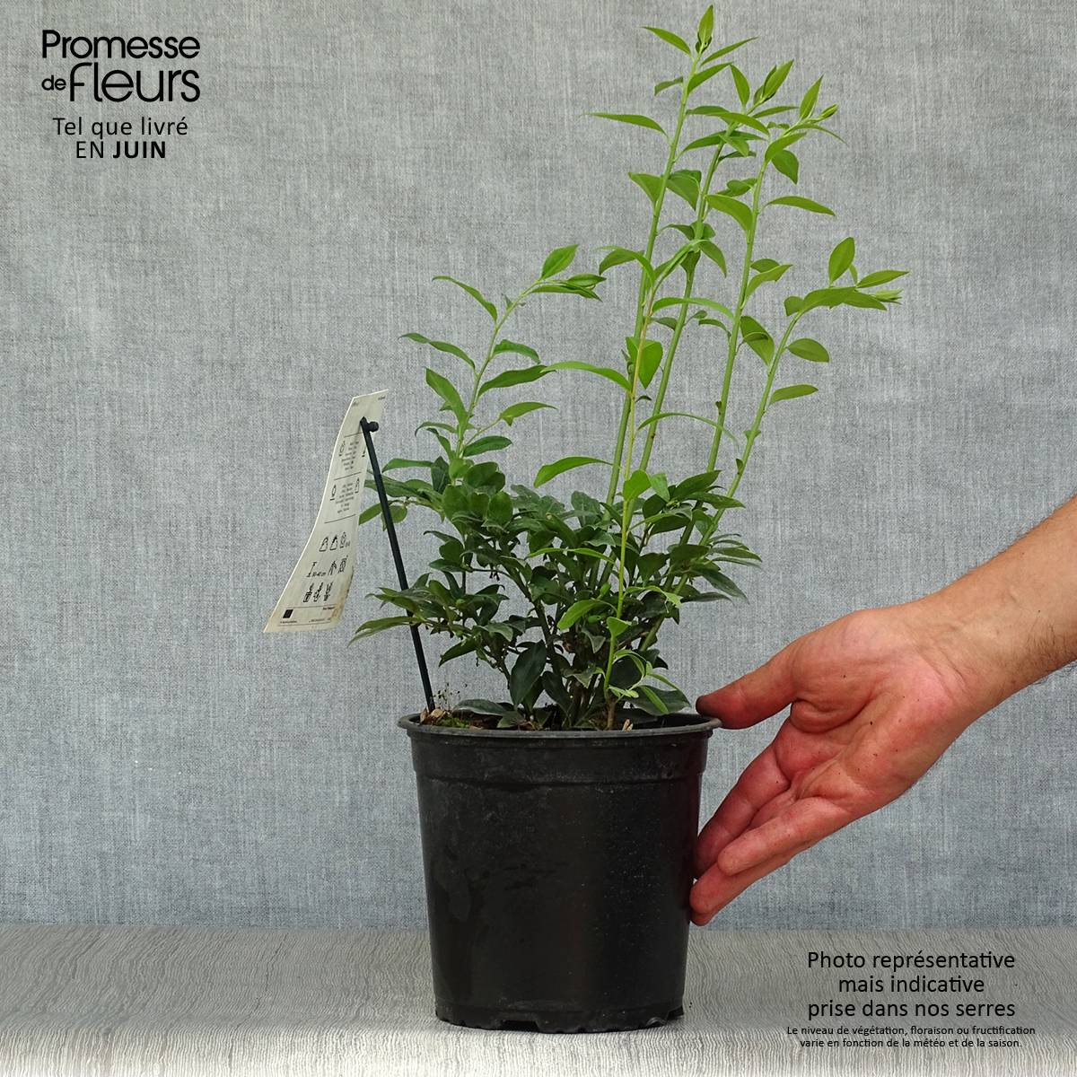 Sarcococca hookeriana Pot de 2L/3L - Image 2
