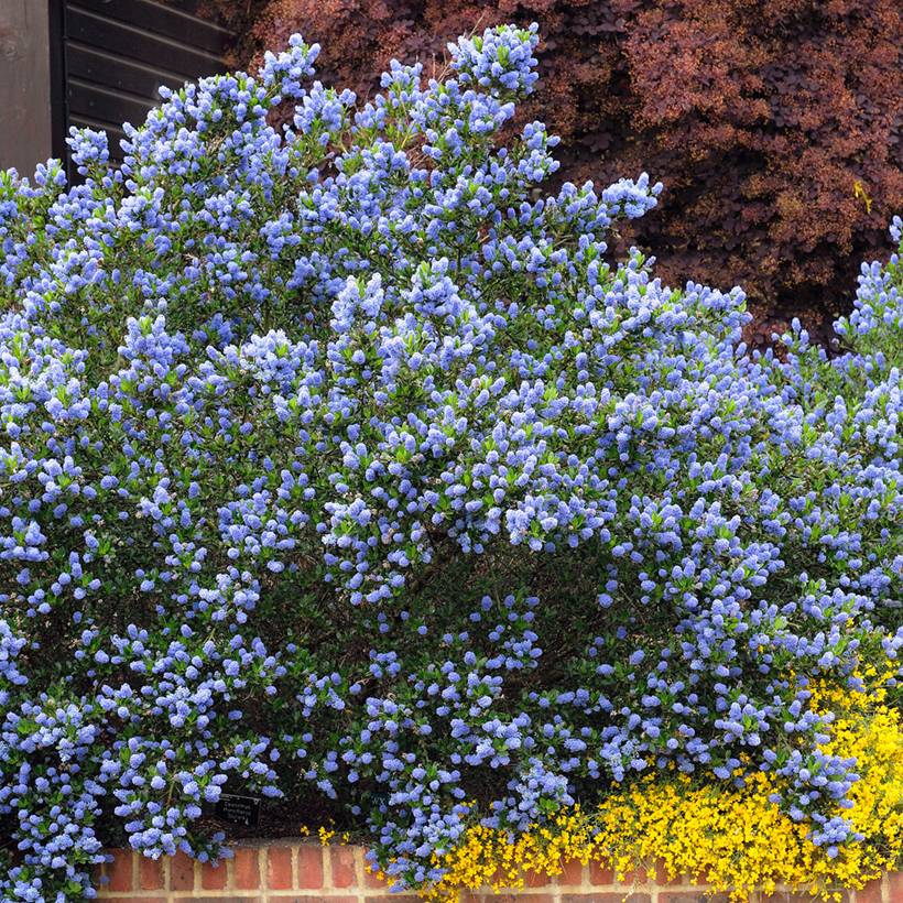 Céanothe Skylark - Lilas de Californie Pot de 2L/3L