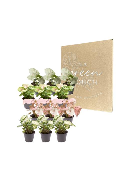 Coffret cadeau Syngonium - Lot de 12 plantes 12cm - Plante d'intérieur- La Green Touch - Image 2