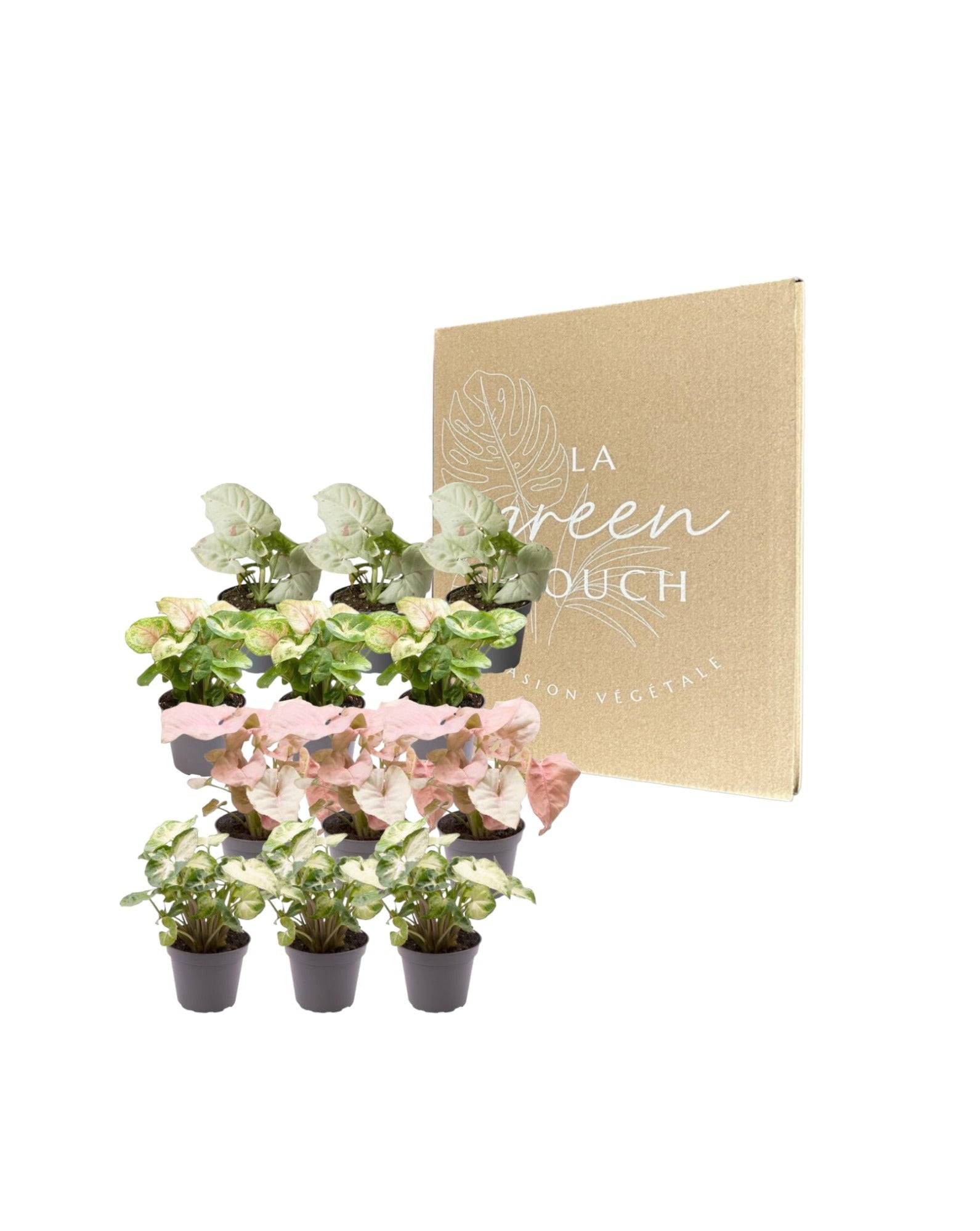 Coffret cadeau Syngonium - Lot de 12 plantes 12cm - Plante d'intérieur- La Green Touch - Image 2
