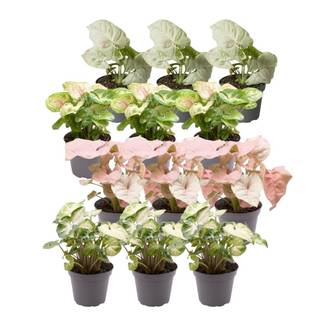 Coffret cadeau Syngonium - Lot de 12 plantes 12cm - Plante d'intérieur- La Green Touch