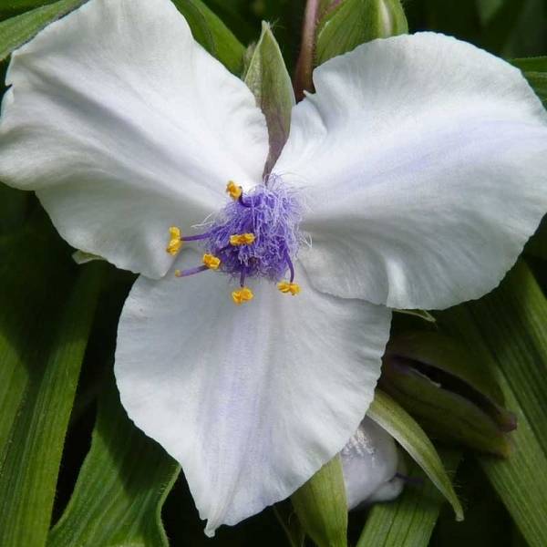 Promesse de Fleurs - Ephémère de Virginie - Tradescantia andersoniana Osprey Pot de 2L/3L
