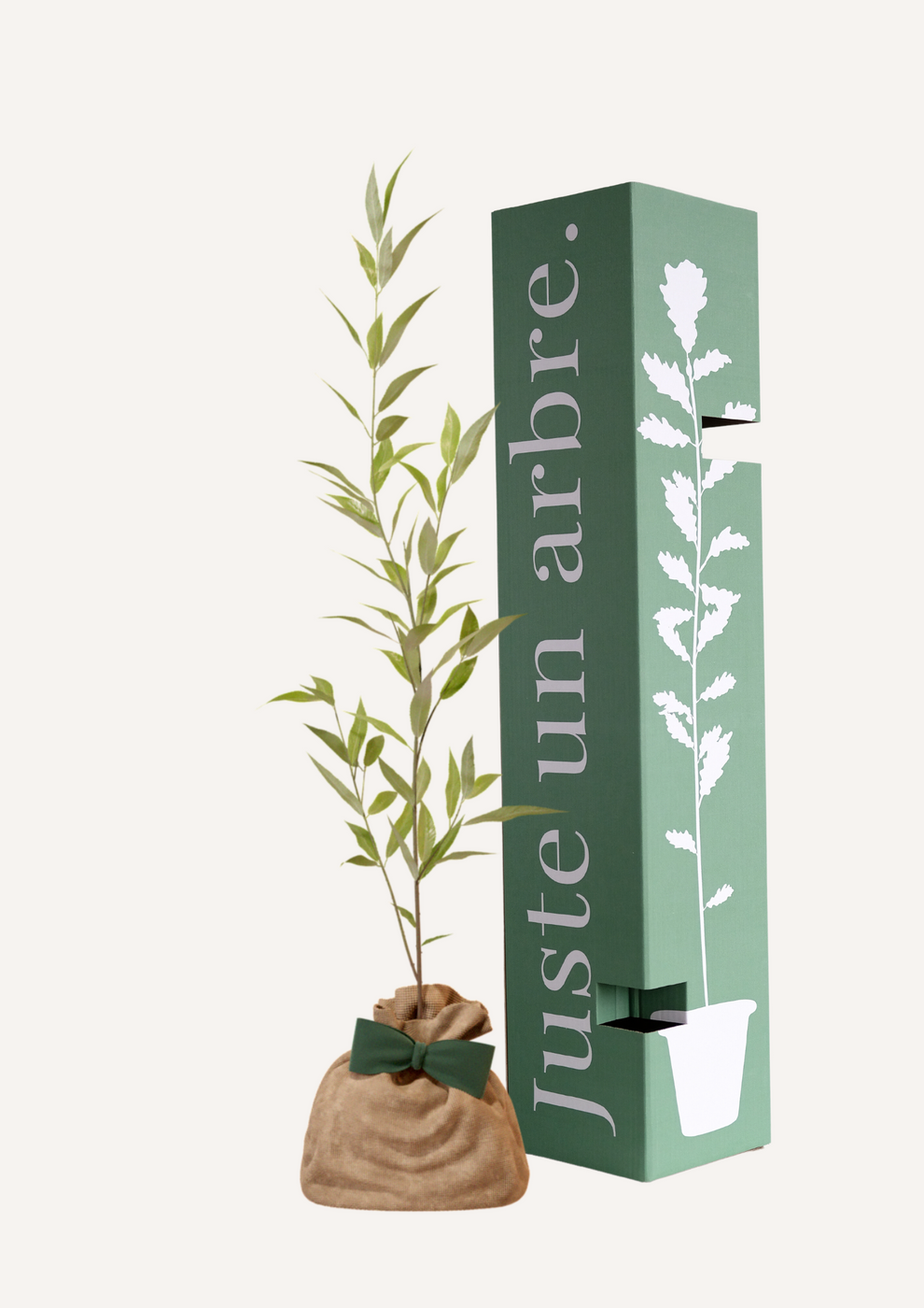Juste Un Arbre - JUSTE UN ARBRE. – Saule blanc | Offrez un symbole de résilience pour naissance, mariage, anniversaire – Arbre majestueux pour zones humides. - Image 1