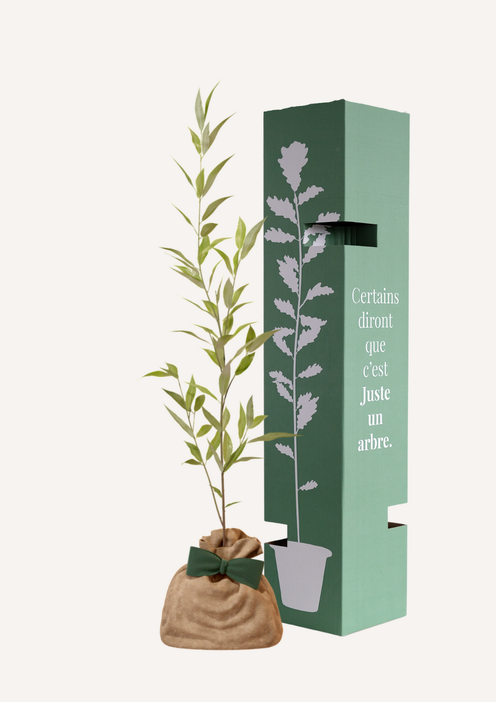 Juste Un Arbre - JUSTE UN ARBRE. – Saule blanc | Offrez un symbole de résilience pour naissance, mariage, anniversaire – Arbre majestueux pour zones humides. - Image 2