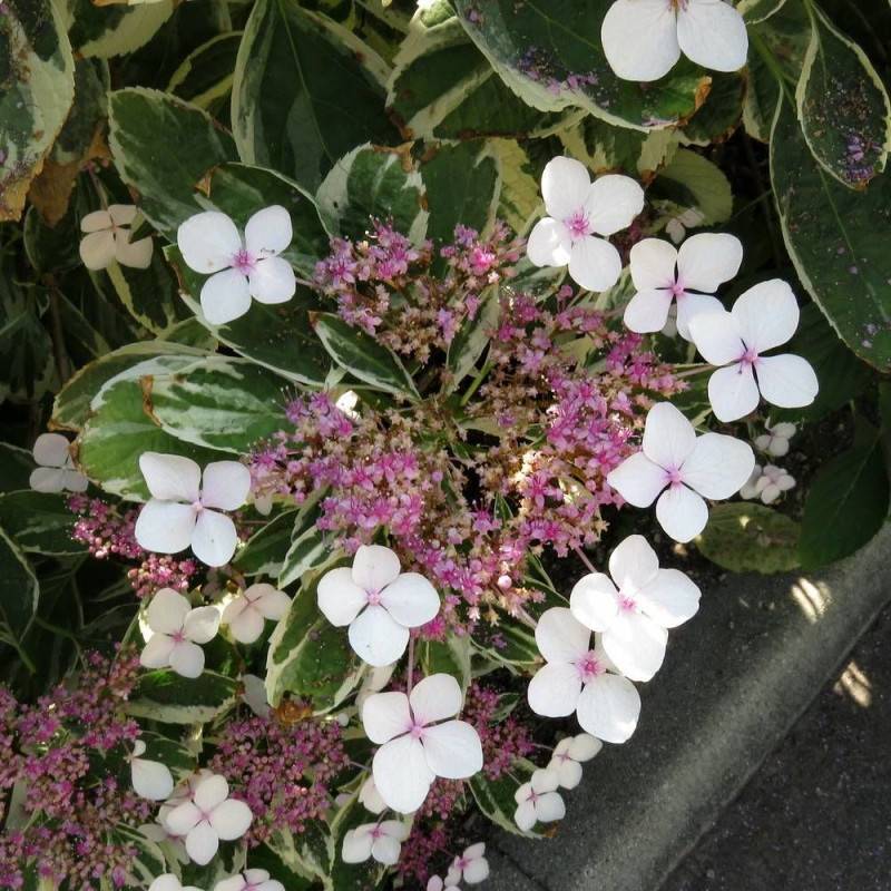 Hortensia Tricolor, Hydrangea macrophylla à fleurs Bleue - feuillage Caduc - Pot de 4L - 40/60 cm-  hauteur à maturité De 1,00 m à 1,50 m - Image 1