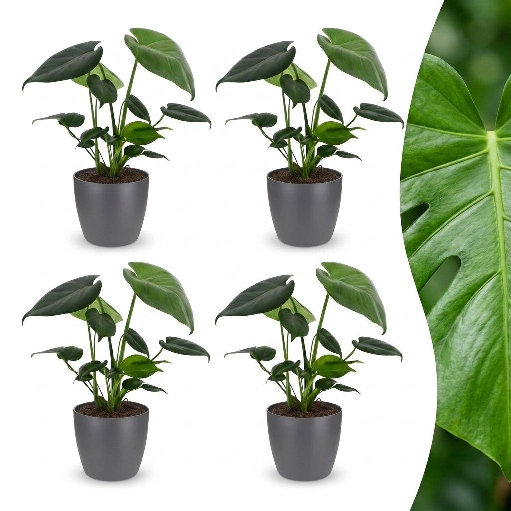 Monstera Deliciosa - Pot de 12cm - 4 plantes - Gris - Plantes d'intérieur - Image 1