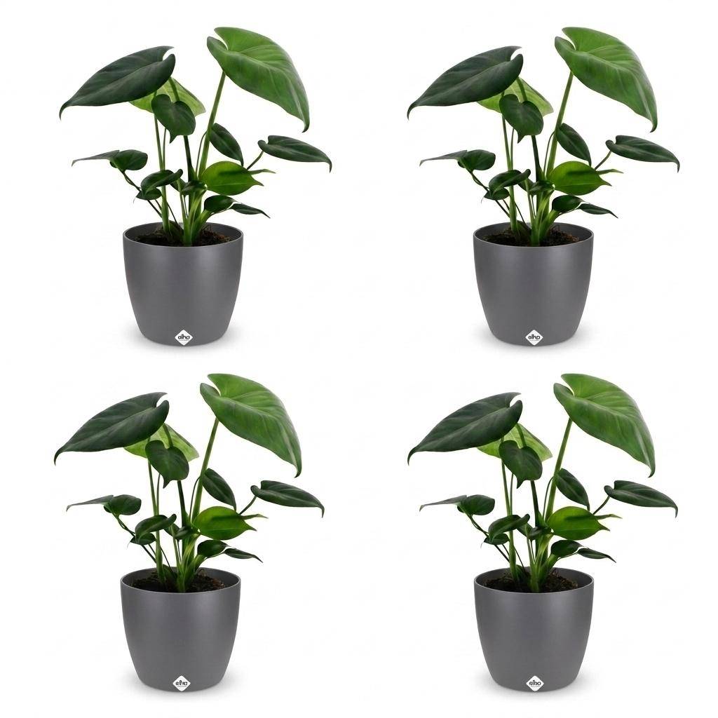 Monstera Deliciosa - Pot de 12cm - 4 plantes - Gris - Plantes d'intérieur - Image 2