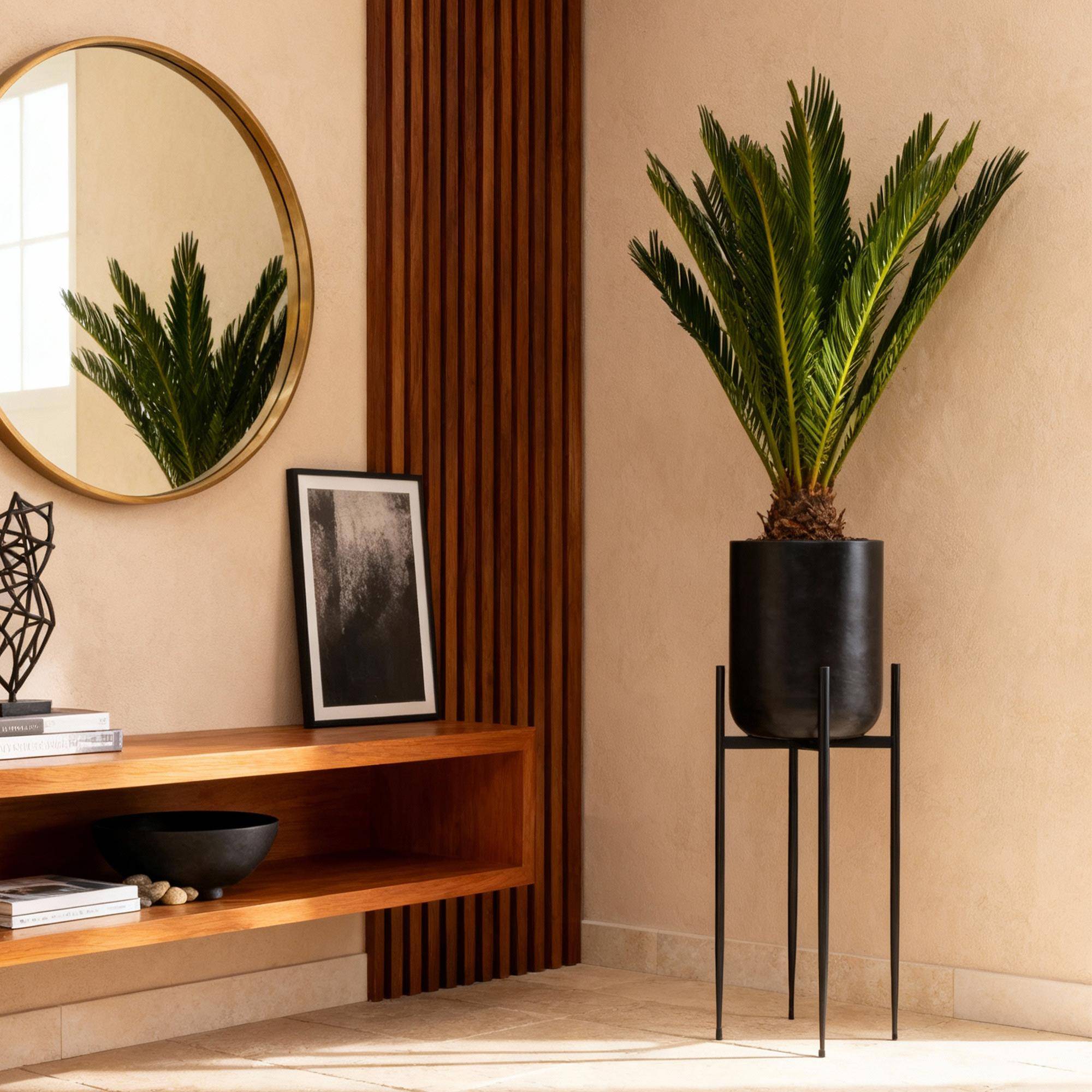 Cycas Revoluta - D14 H45cm