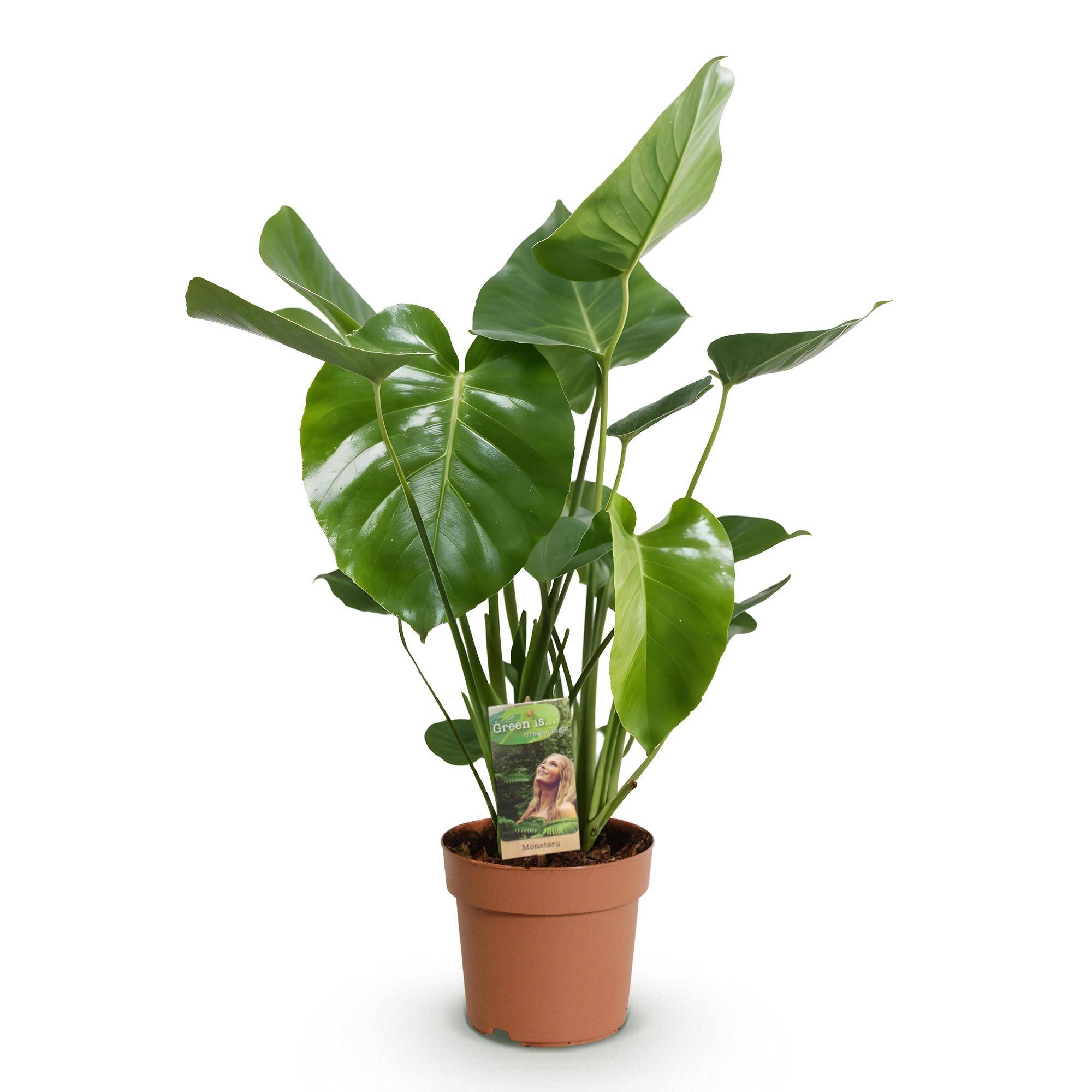 Monstera Deliciosa - Pot de 21cm - Sans cache-pot - Plantes d'intérieur - Image 2