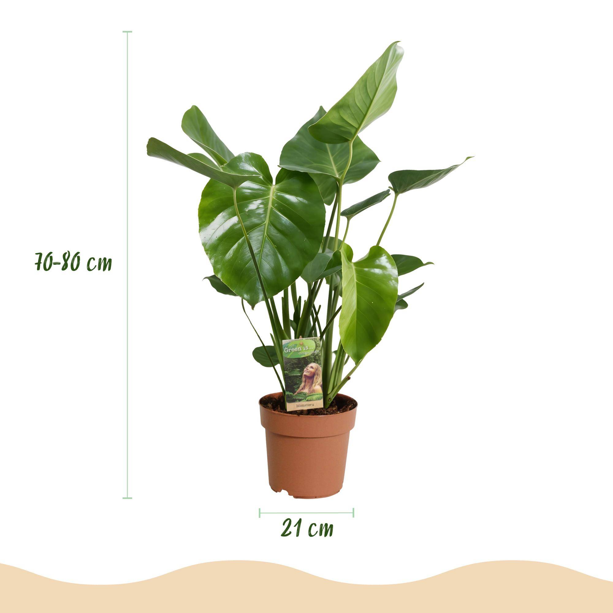 Monstera Deliciosa - Pot de 21cm - Sans cache-pot - Plantes d'intérieur - Image 3