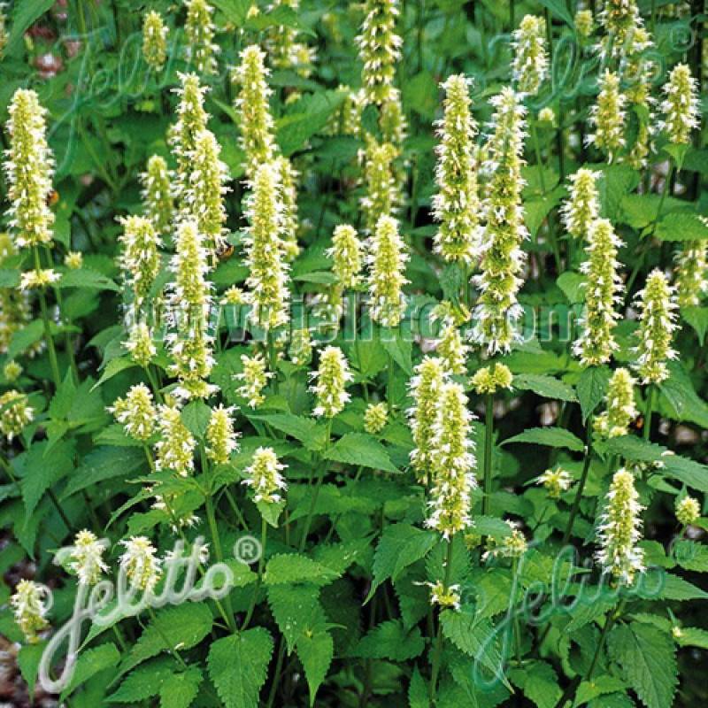 Agastache rugueuse blanche à fleurs Blanche - feuillage Caduc - Godet - 5/20 cm-  hauteur à maturité De 1,00 m à 1,50 m - Image 1
