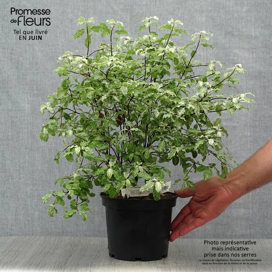 Pittosporum tenuifolium Irene Patterson Pot de 2L/3L - Image 2