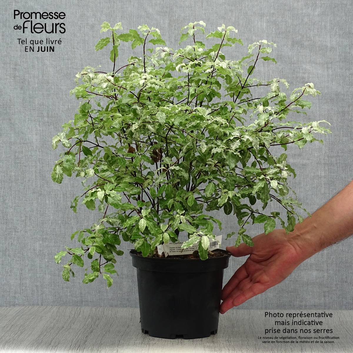 Pittosporum tenuifolium Irene Patterson Pot de 2L/3L - Image 2