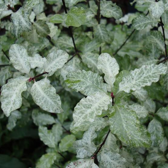 Pittosporum tenuifolium Irene Patterson Pot de 2L/3L - Image 1