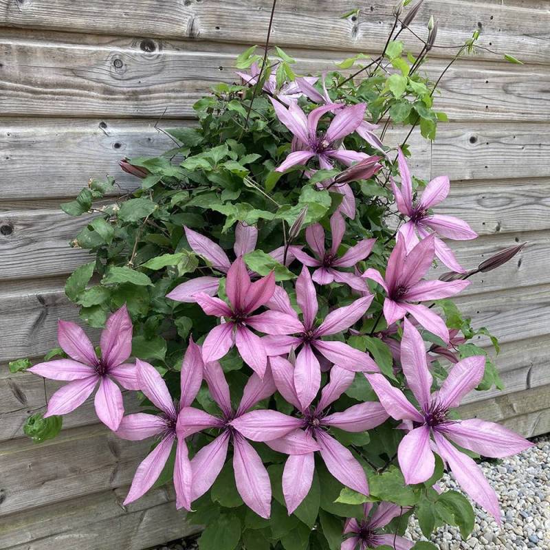 Clématite Princesse Arabelle® 'CERpara' à fleurs Rose - feuillage Caduc - Pot de 3L - Echelle bambou 60/120 cm-  hauteur à maturité De 1,00 m à 1,50 m - Image 1