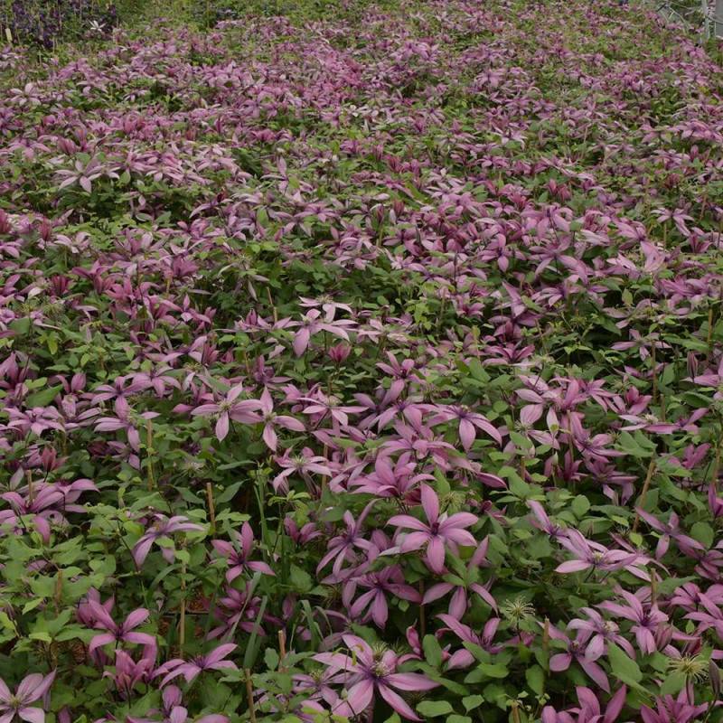 Clématite Princesse Arabelle® 'CERpara' à fleurs Rose - feuillage Caduc - Pot de 3L - Echelle bambou 60/120 cm-  hauteur à maturité De 1,00 m à 1,50 m - Image 2