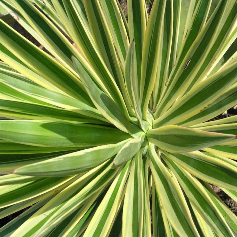 Yucca superbe gloriosa Citrus Twist® à fleurs Blanche/ - feuillage Persistant - Pot de 4L - 20/40 cm - Image 2