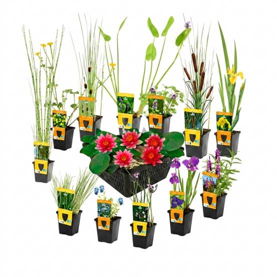 0 - Set Surprise Plantes Bassin - 12 Plantes incl. Nénuphar Rouge - Image 1