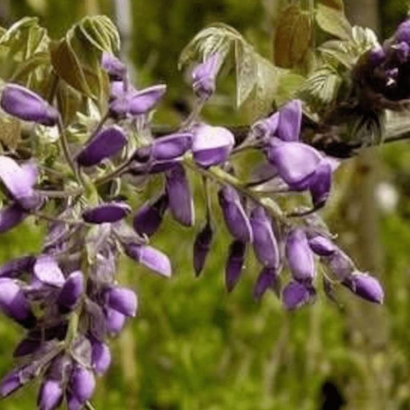 Glycine soyeuse Yokohama Fuji à fleurs Violette - feuillage Caduc - Pot de 2L - Tuteur bambou 60/90 cm- hauteur à maturité De 5,00 m à 10,00 m - Image 1