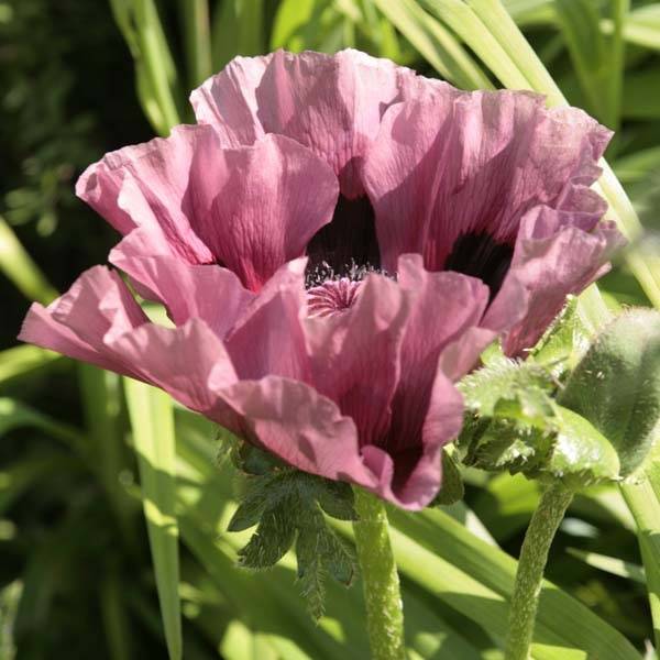Promesse de Fleurs - Pavot d'Orient Patty's Plum - Papaver orientale Godet de 8/9 cm