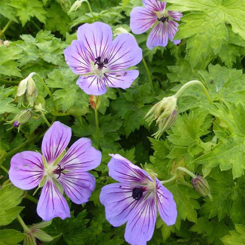 Geranium vivace wallichianum Havana Blues Godet de 8/9 cm - Gamm vert