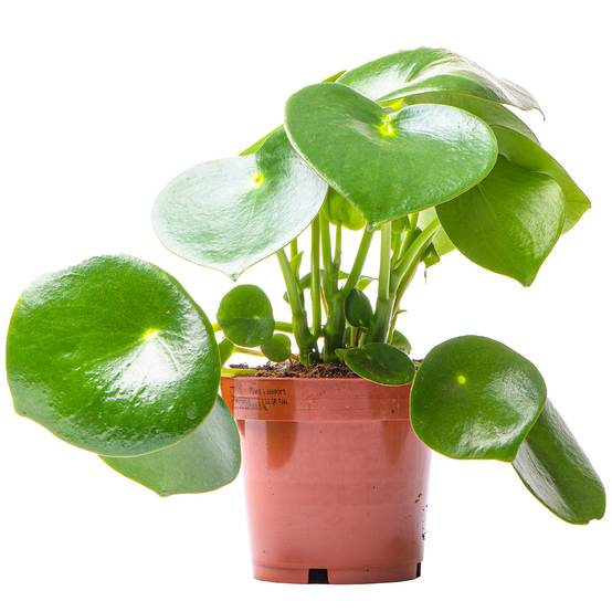 Gardenersdream - Peperomia Polybotrya Raindrop | Plante D'Intérieur Maison Bureau (20-30 Cm Pot Inclus) - GardenersDream - Image 1