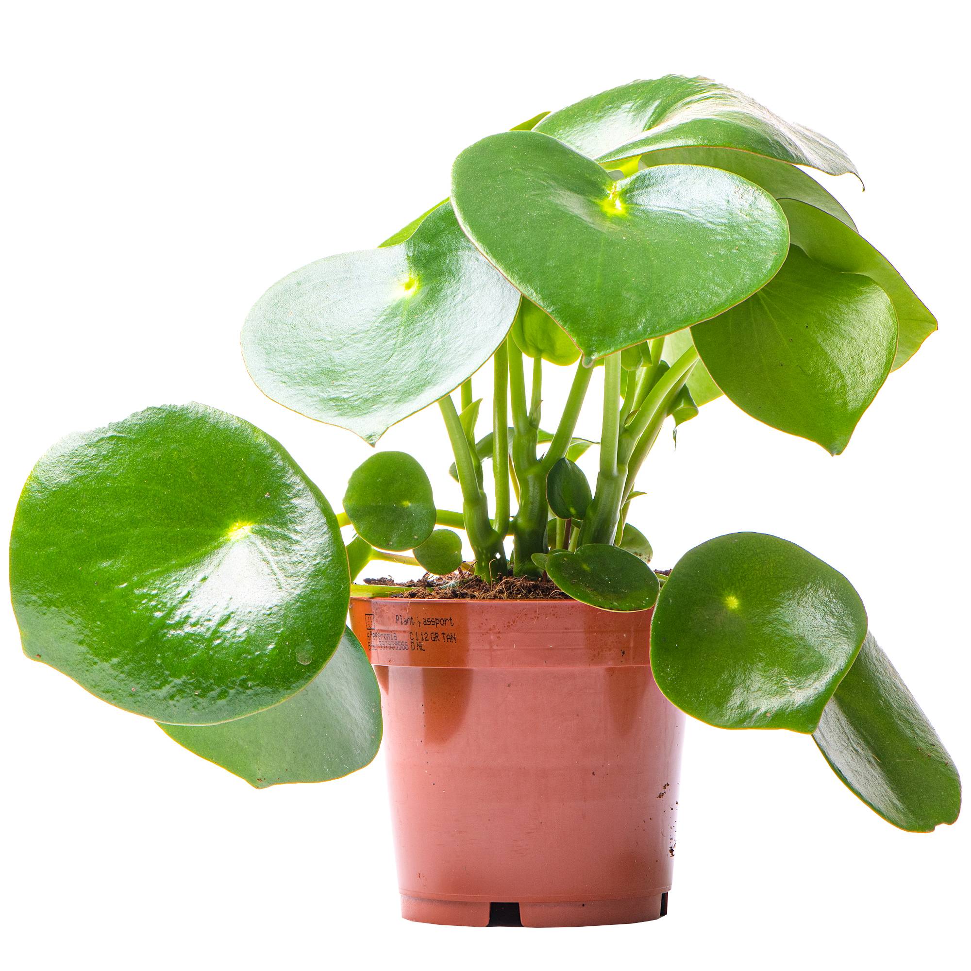 Gardenersdream - Peperomia Polybotrya Raindrop | Plante D'Intérieur Maison Bureau (20-30 Cm Pot Inclus) - GardenersDream - Image 1