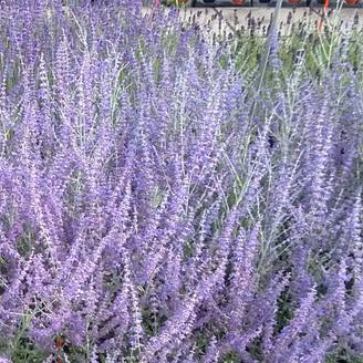 Perovskia atriplicifolia Blue Steel Pot de 2L/3L