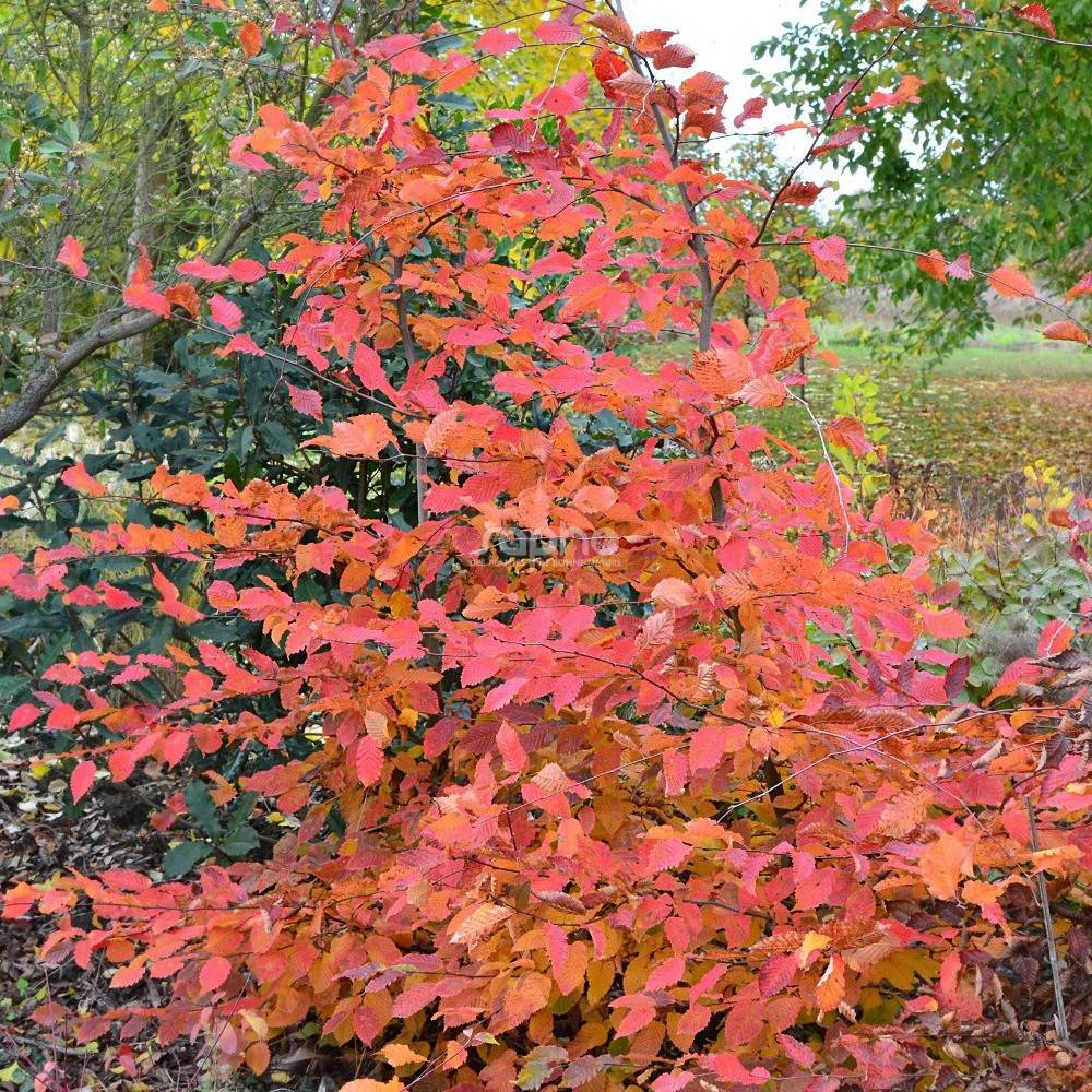 Charme Rockhampton Red® 'Lochglow', Carpinus - Pot de 15L - Baliveau - Image 1