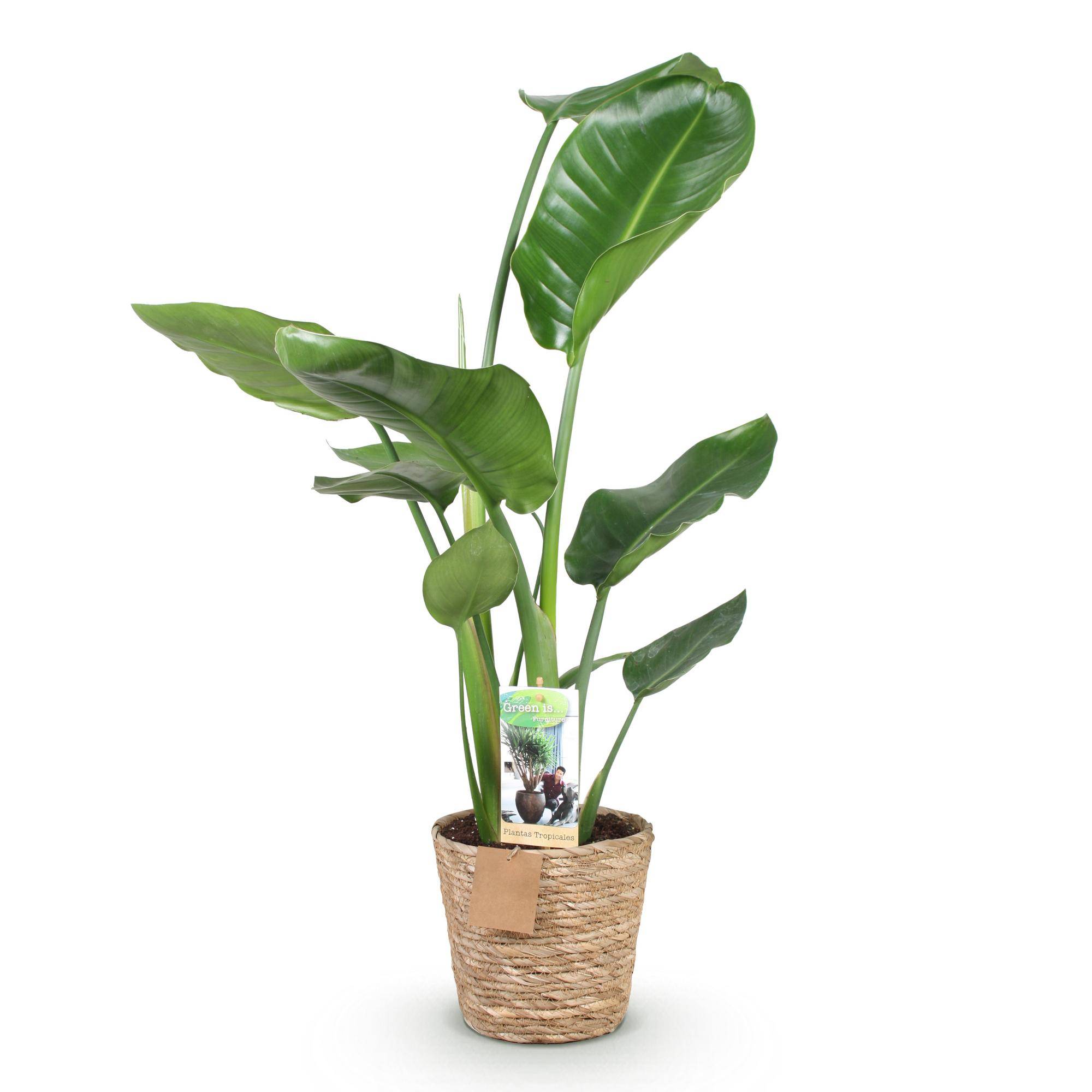 Strelitzia Nicolai - Pot de 17cm - Plantes d'intérieur - Image 2