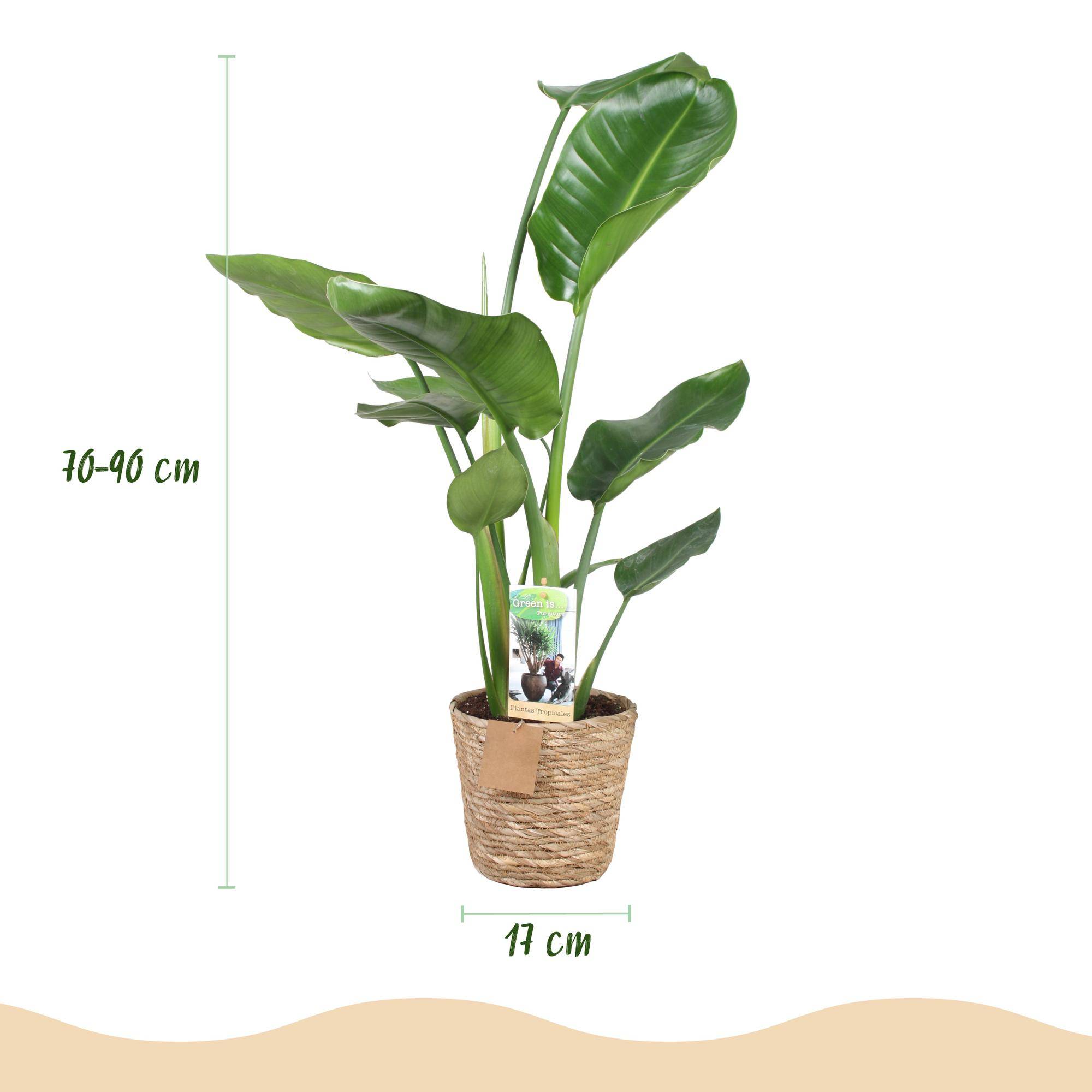 Strelitzia Nicolai - Pot de 17cm - Plantes d'intérieur - Image 3