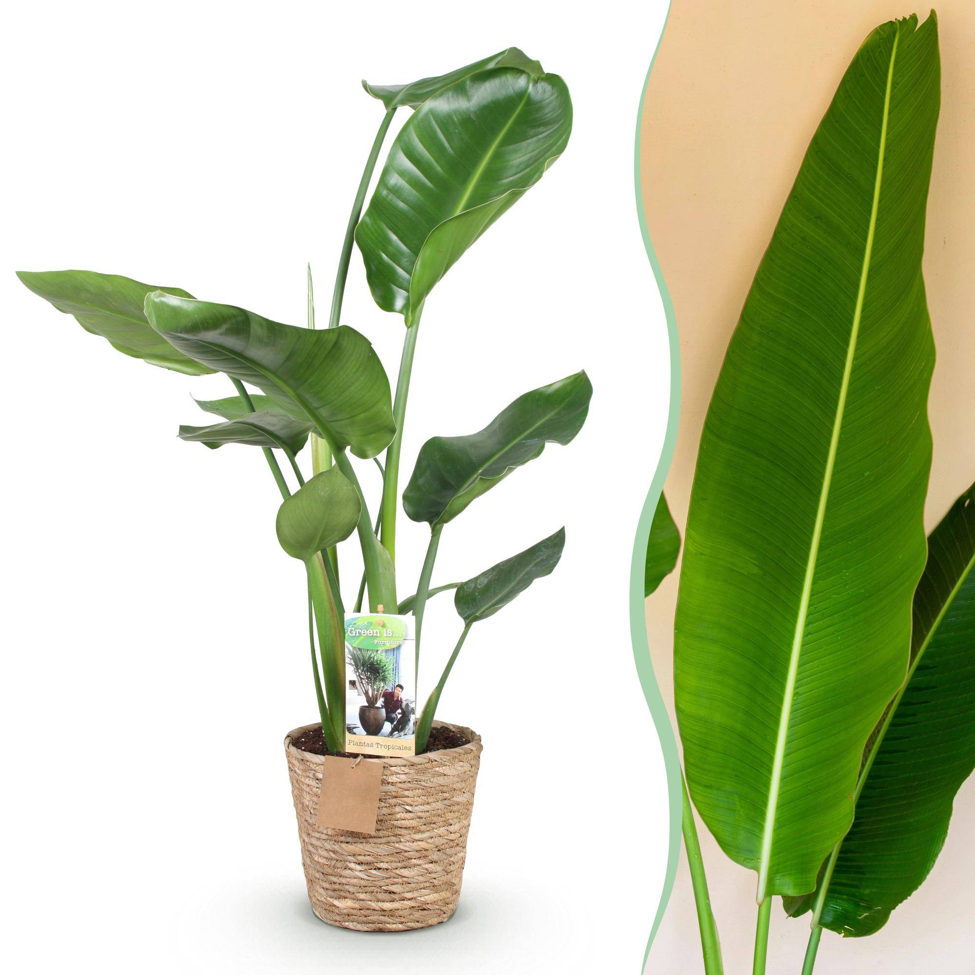 Strelitzia Nicolai - Pot de 17cm - Plantes d'intérieur - Image 1