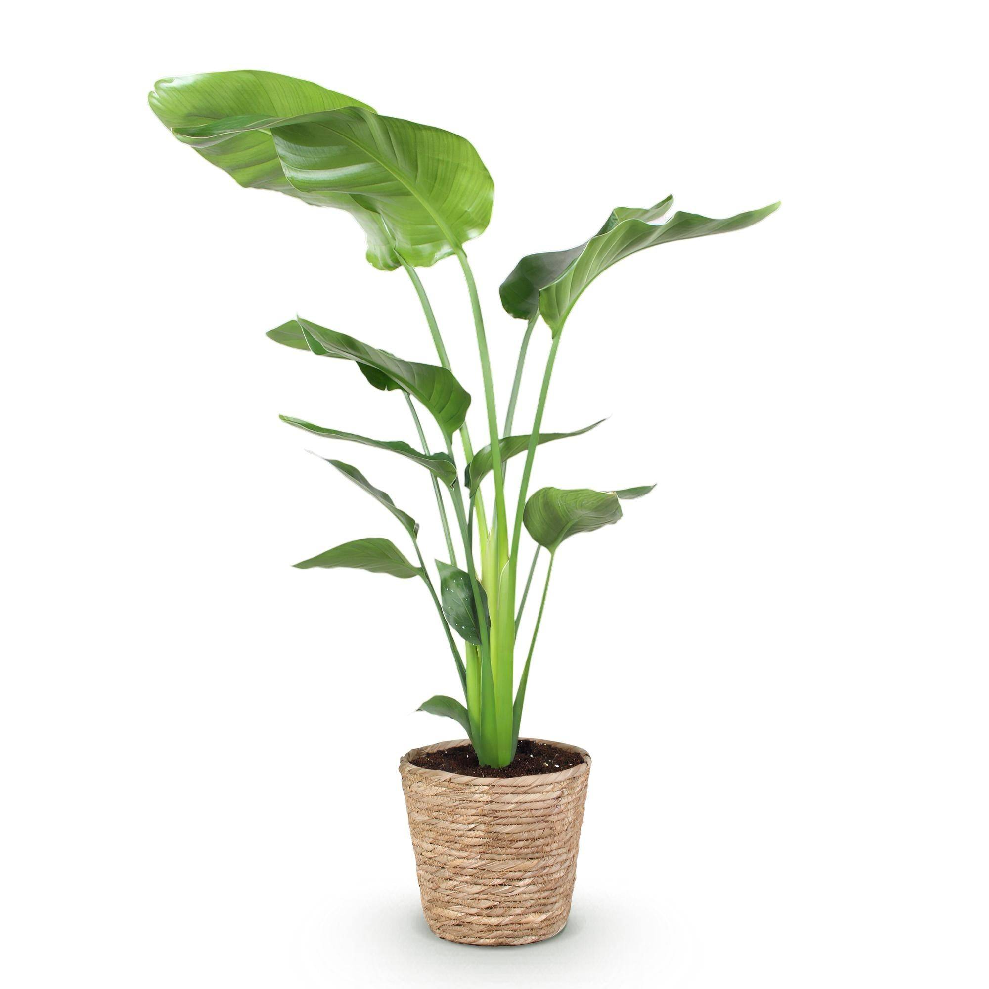 Strelitzia Nicolai - Pot de 17cm - Plantes d'intérieur - Image 7