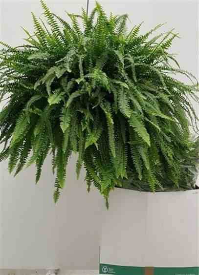 Sans Marque - Nephrolepis exaltata dame verte (fougères d'intérieur) Taille:Pot de 2 litres - 20/60 cm - Image 3
