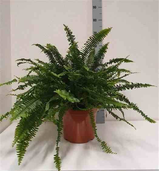 Sans Marque - Nephrolepis exaltata dame verte (fougères d'intérieur) Taille:Pot de 2 litres - 20/60 cm - Image 2