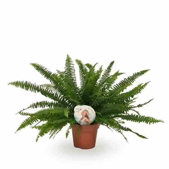 Sans Marque - Nephrolepis exaltata dame verte (fougères d'intérieur) Taille:Pot de 2 litres - 20/60 cm - Image 1