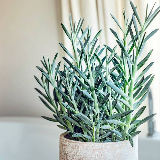 Promesse de Fleurs - Senecio serpens Blue Chalk Godet de 8/9 cm
