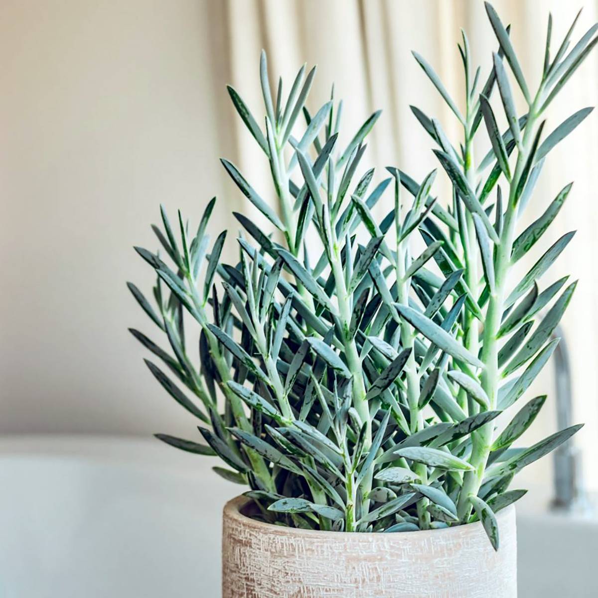 Promesse de Fleurs - Senecio serpens Blue Chalk Godet de 8/9 cm