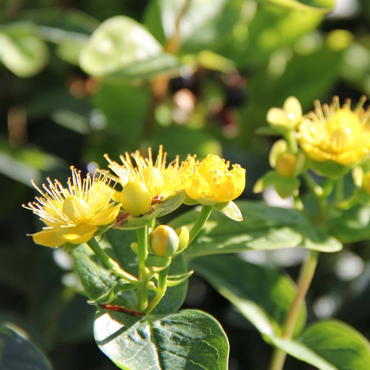 Hypericum inodorum Magical Sunshine - Millepertuis Pot de 2L/3L - Image 1