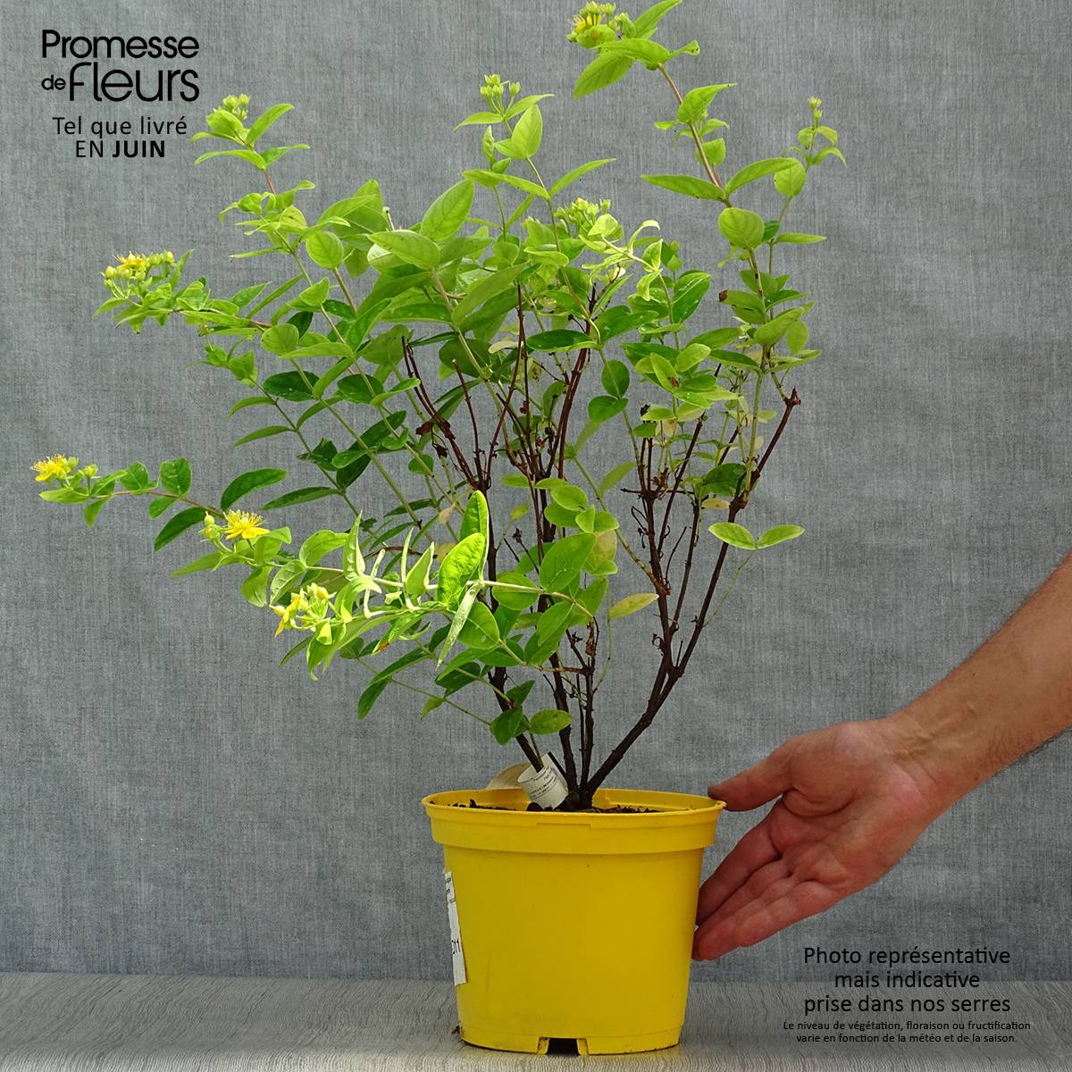 Hypericum inodorum Magical Sunshine - Millepertuis Pot de 2L/3L - Image 2