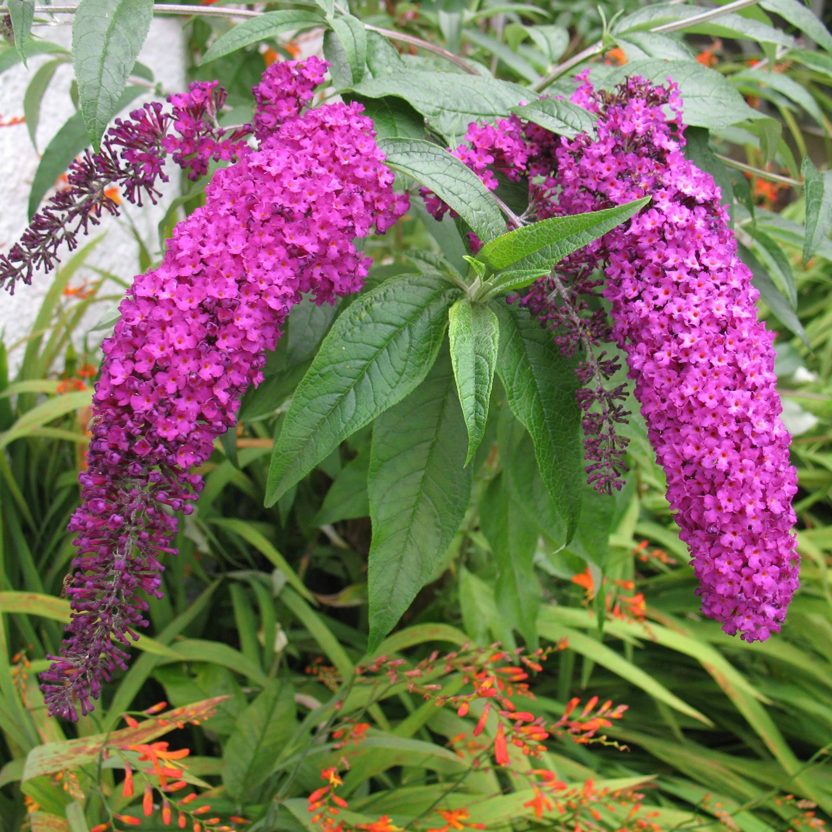 Buddleia Royal Red - Arbre aux papillons rouge Pot de 7,5L/10L - Image 1