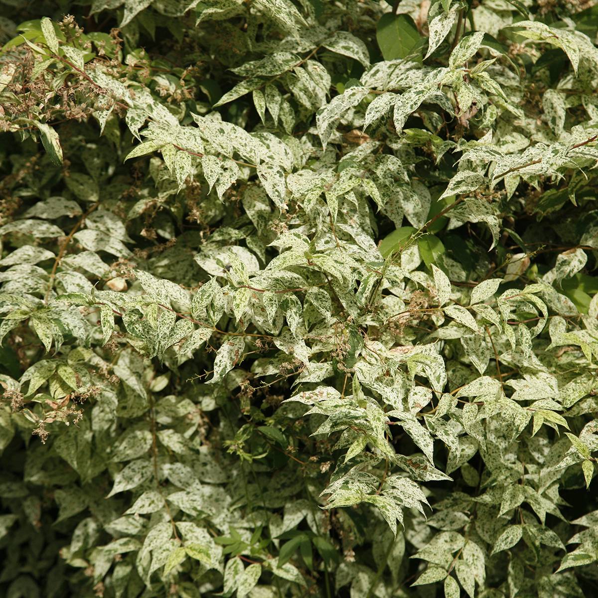 Promesse de Fleurs - Deutzia scabra Punctata - Deutzie Pot de 2L/3L - Image 1