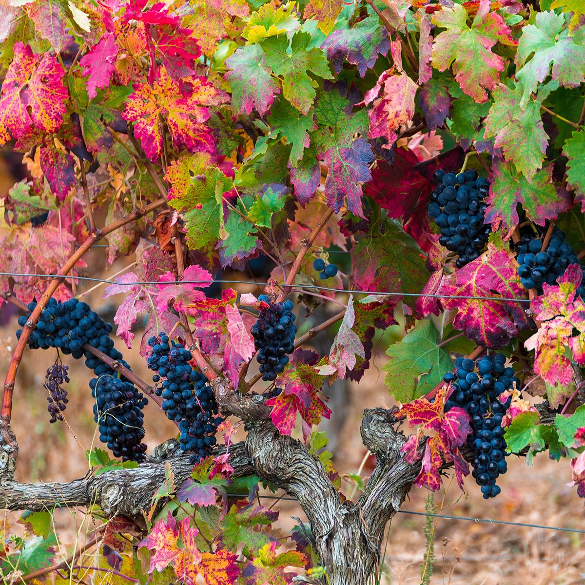 Vigne Brant Pot de 2L/3L
